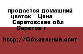 продается домашний цветок › Цена ­ 100 - Саратовская обл., Саратов г.  »    